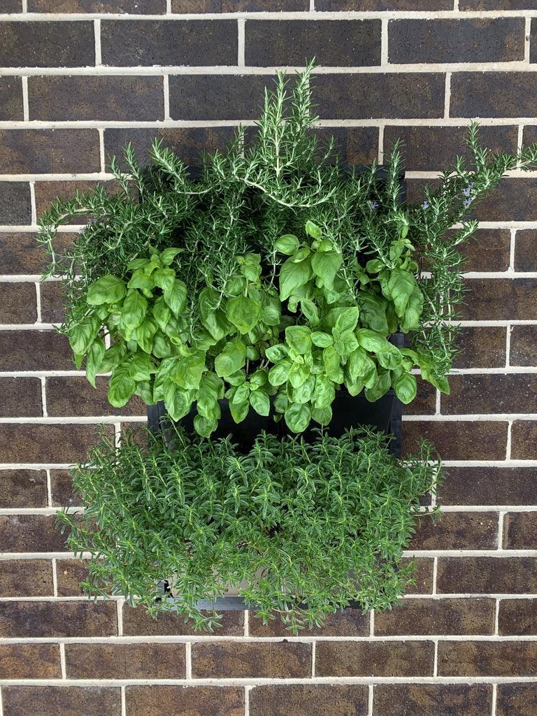 Edible Vertical Garden