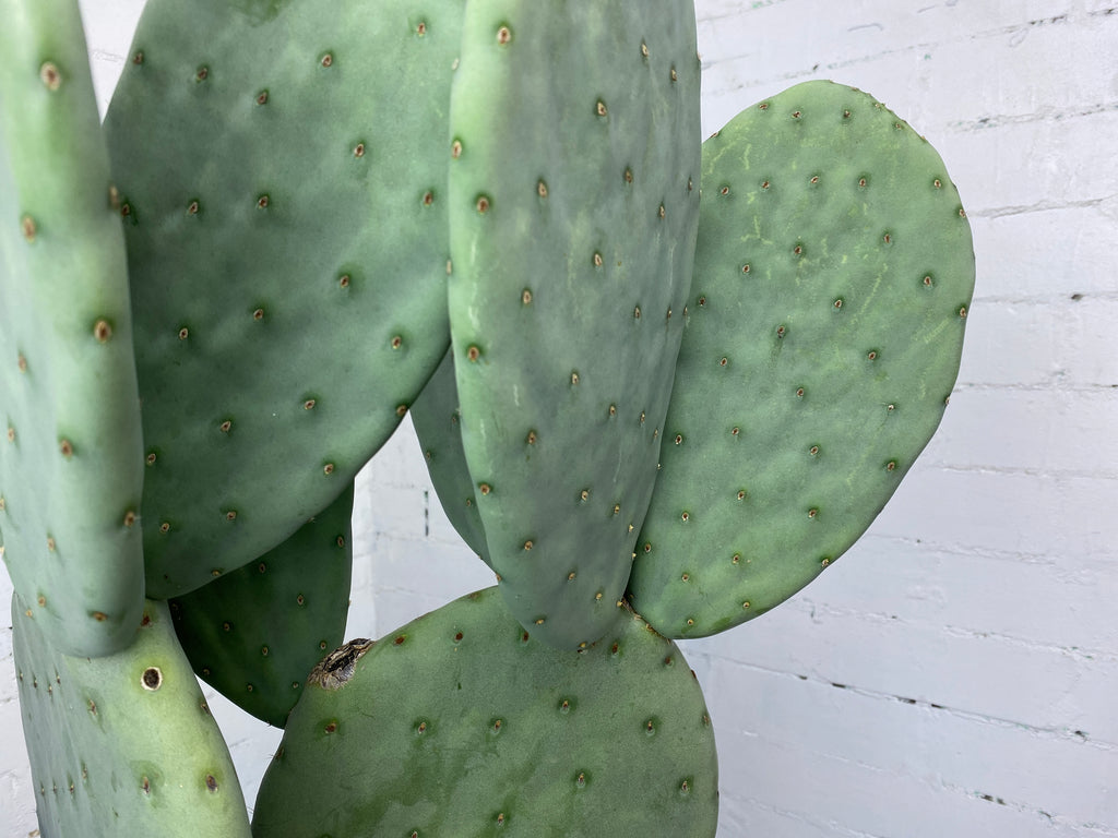 Opuntia Burbank Spineless - Mickey Mouse Cactus